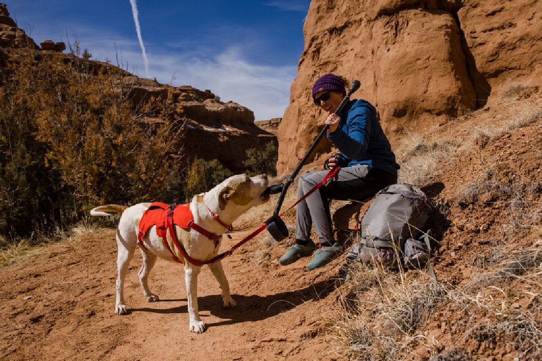 Ruffwear Dog Harness, Web Master (New Colours)