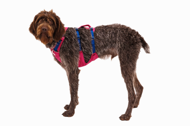 Ruffwear Dog Harness With Handle: Flagline