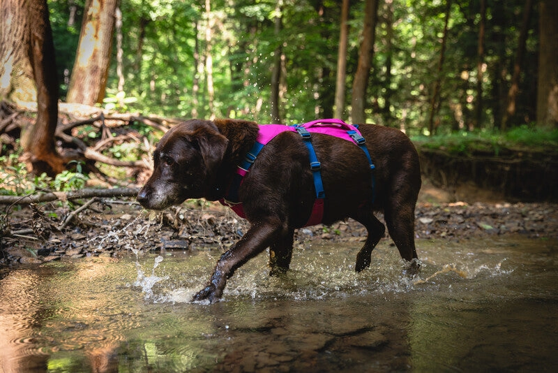Ruffwear Dog Harness With Handle: Flagline