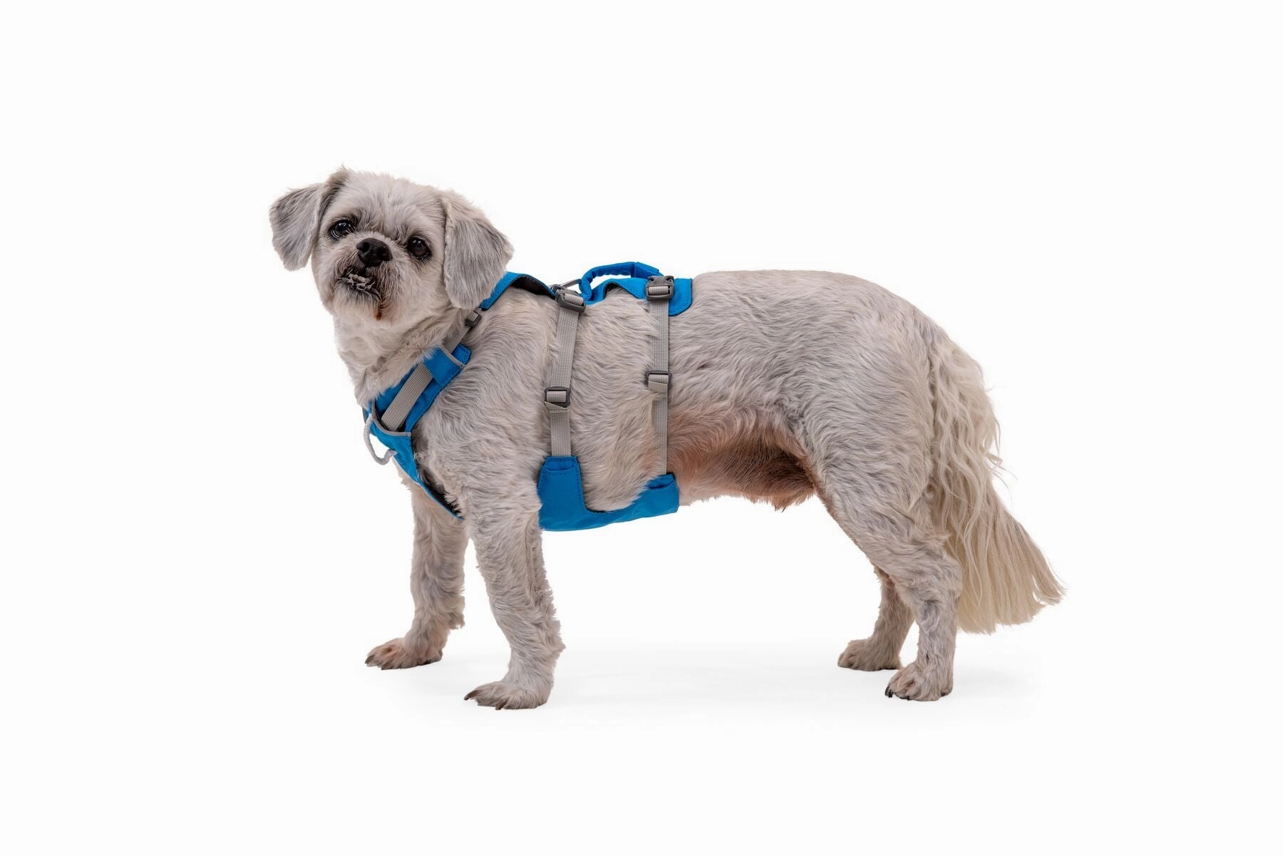 Ruffwear Dog Harness With Handle: Flagline