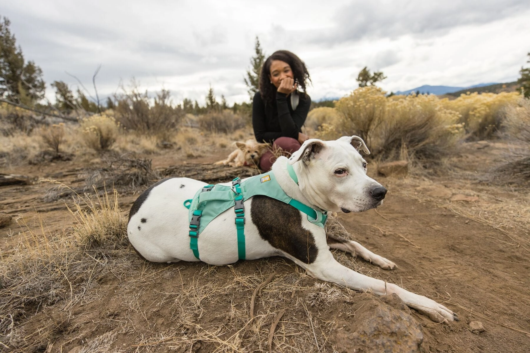 Ruffwear Dog Harness With Handle: Flagline
