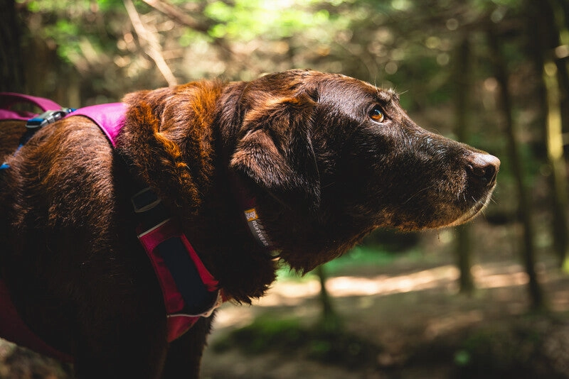 Ruffwear Dog Harness With Handle: Flagline