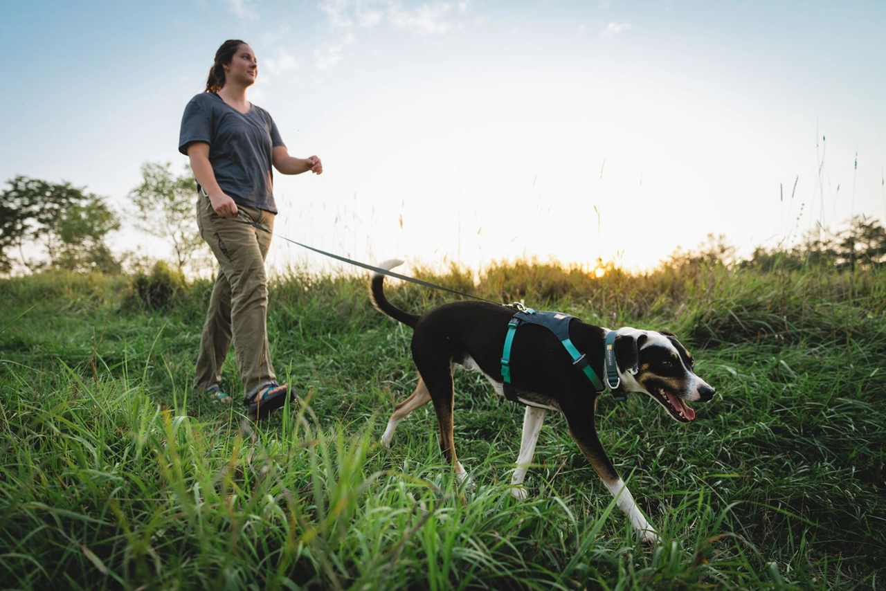 Ruffwear Dog Lightweight Harness: Hi & Light