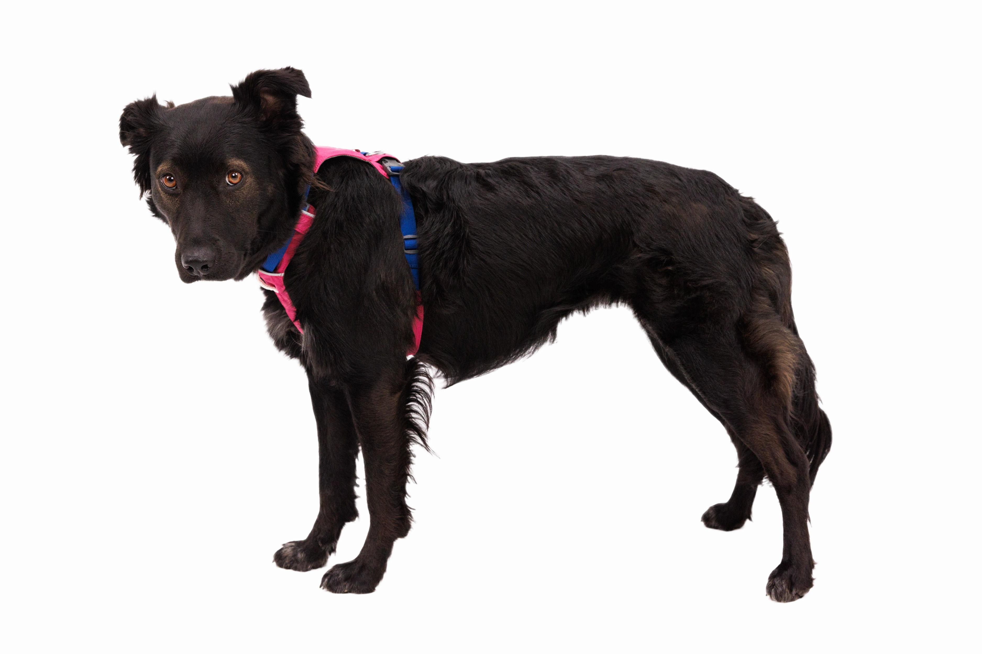 Ruffwear Dog Lightweight Harness: Hi & Light