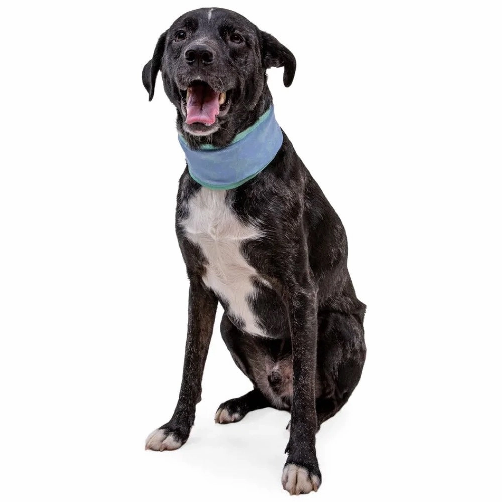 Ruffwear Swamp Cooler Reversible Cooling Dog Neck Gaiter (Aurora Teal/Heliotrope Purple)