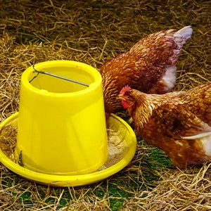 Safe-Guard AquaSol Dewormer for Backyard Chickens, 3ml
