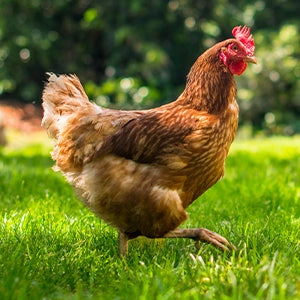 Safe-Guard AquaSol Dewormer for Backyard Chickens, 3ml