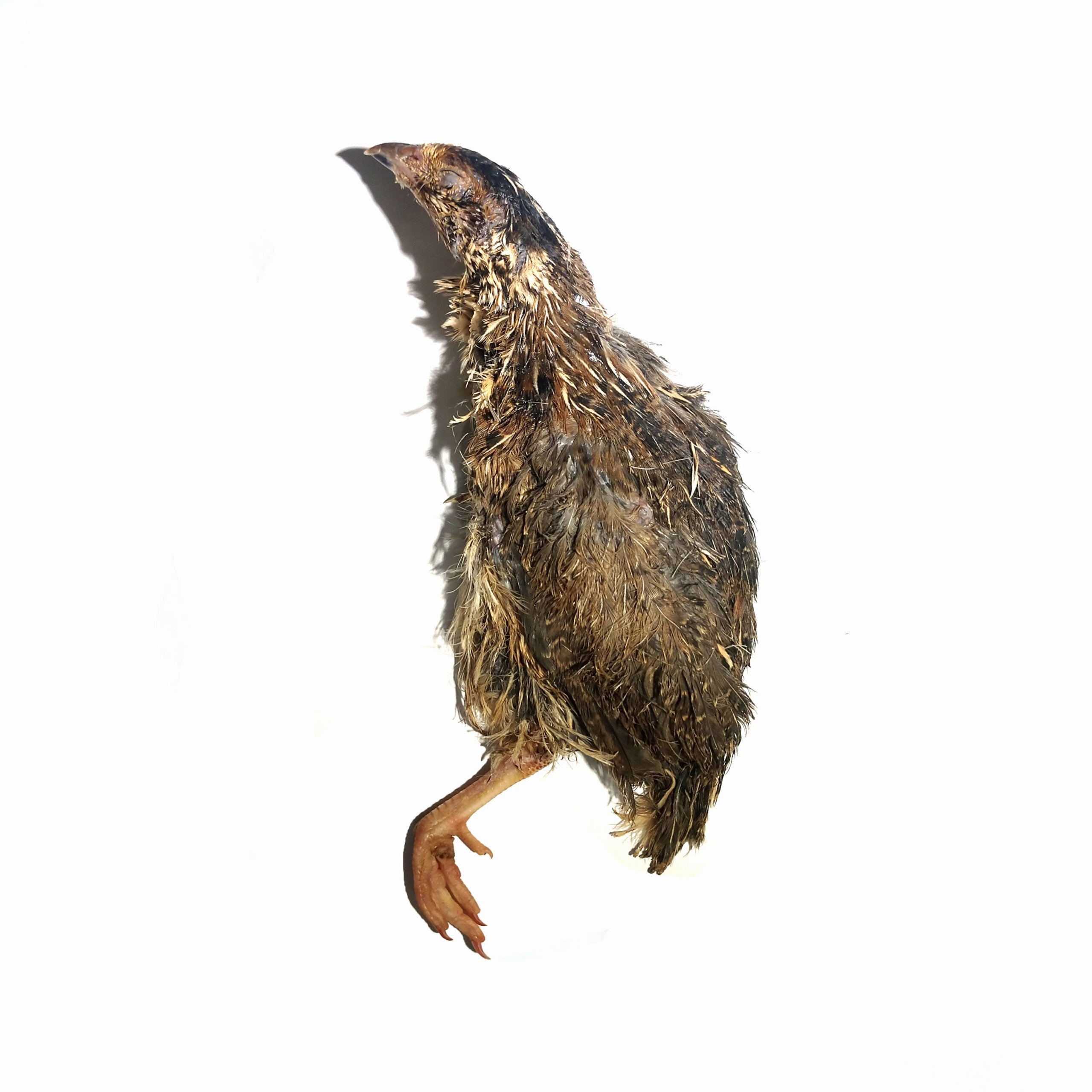 Savage Cat & Dog Snacks - Frozen Whole Prey Quail - 2 split birds per box 6oz (170g)