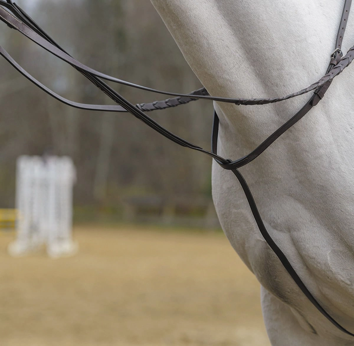 Shires Standing Martingale, Havana