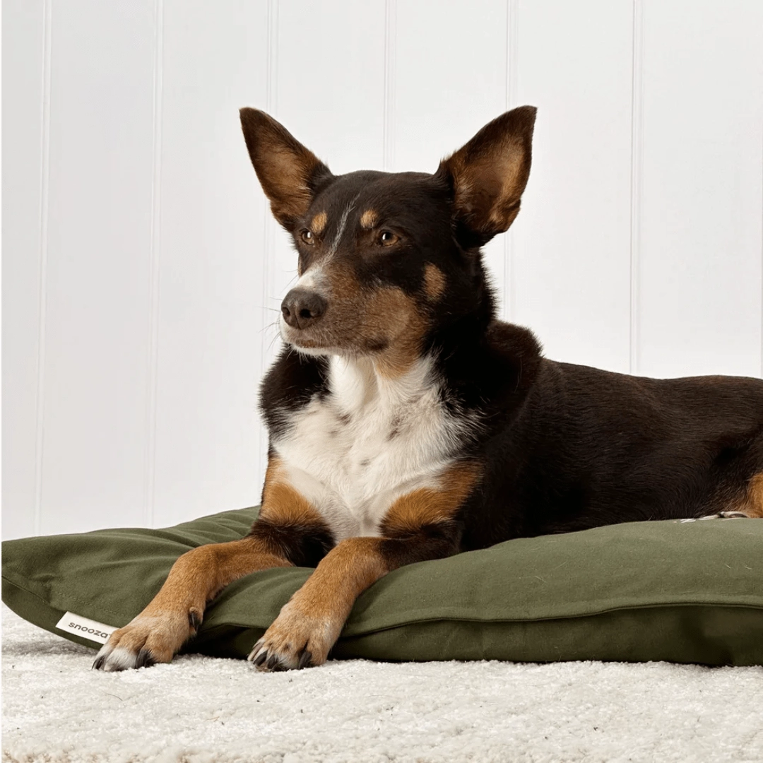 Snooza Cotton Canvas Futon Dog Bed