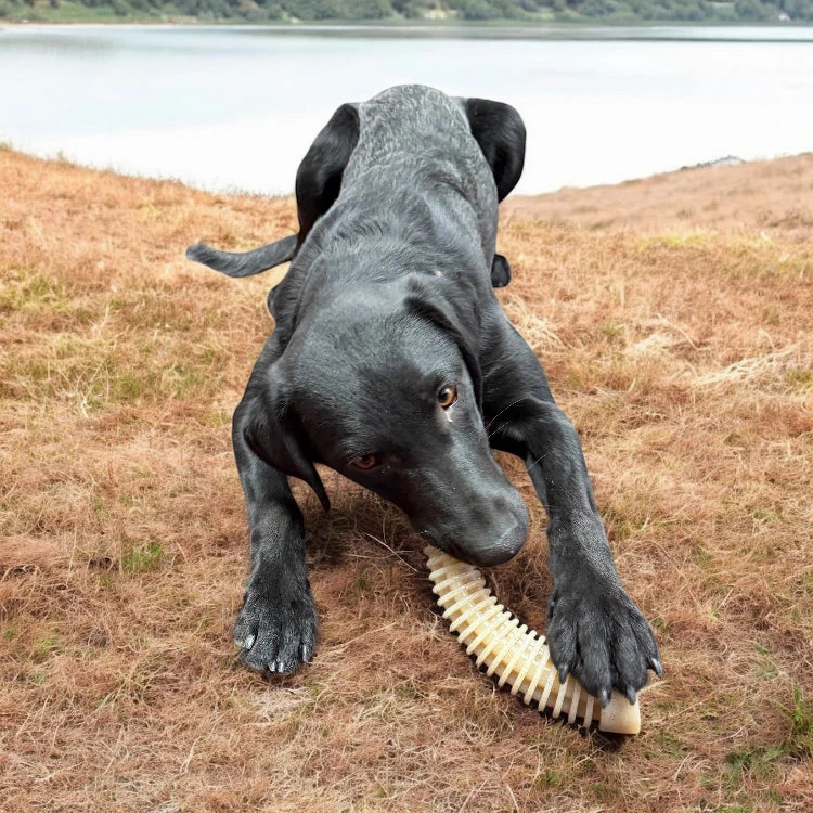 SodaPup Antler Dental Chew