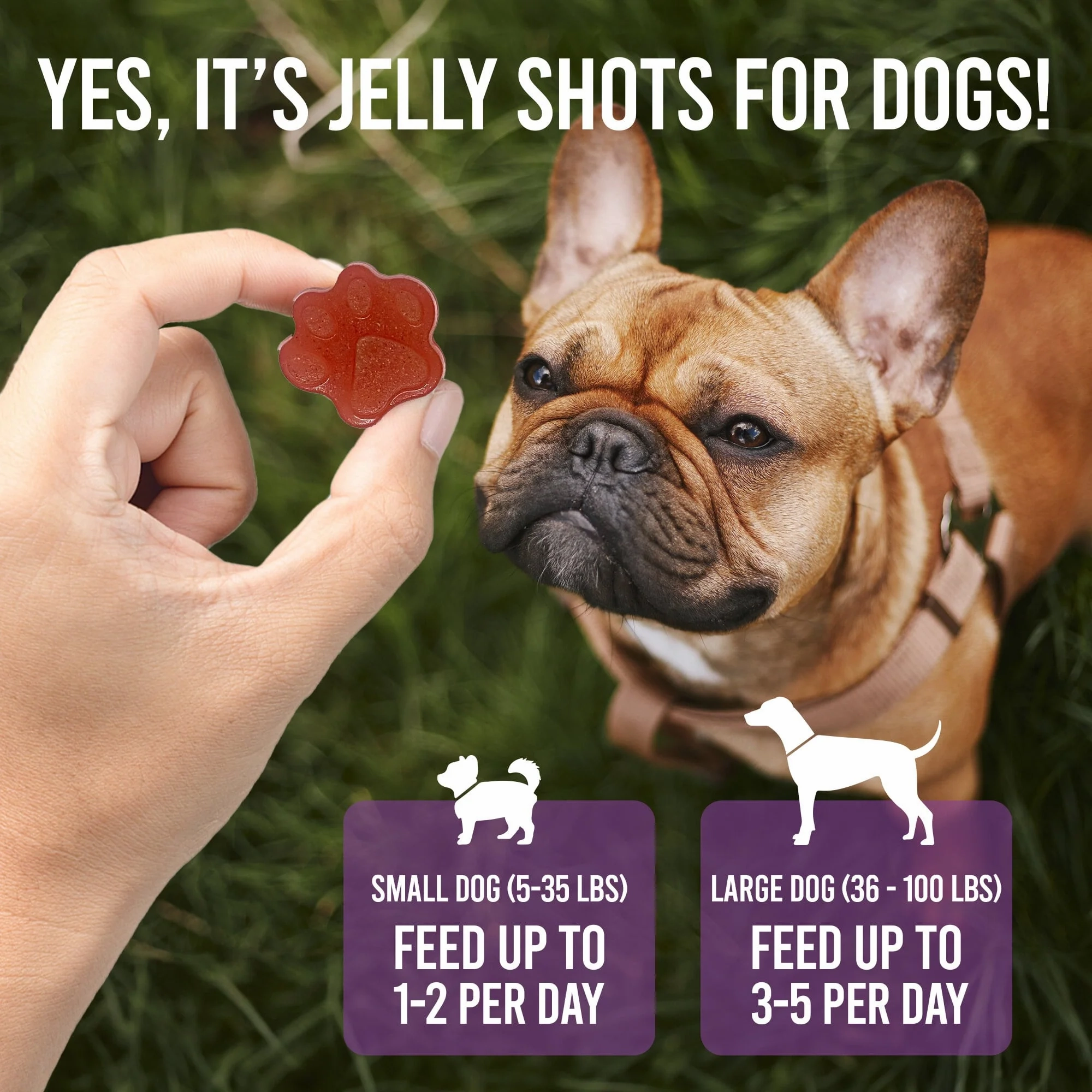 SodaPup DogTastic Jelly Shots