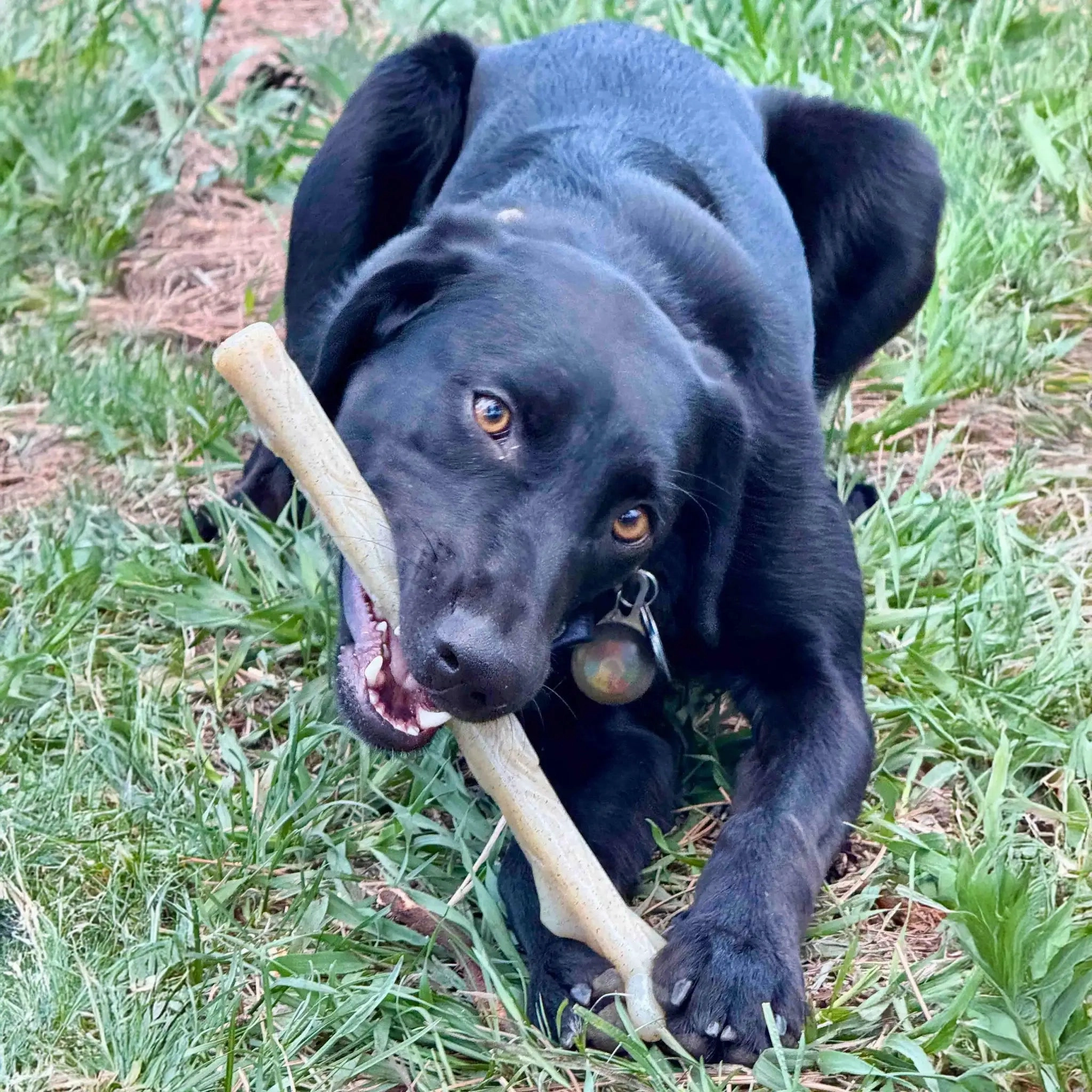 SodaPup Nylon Chew Stick