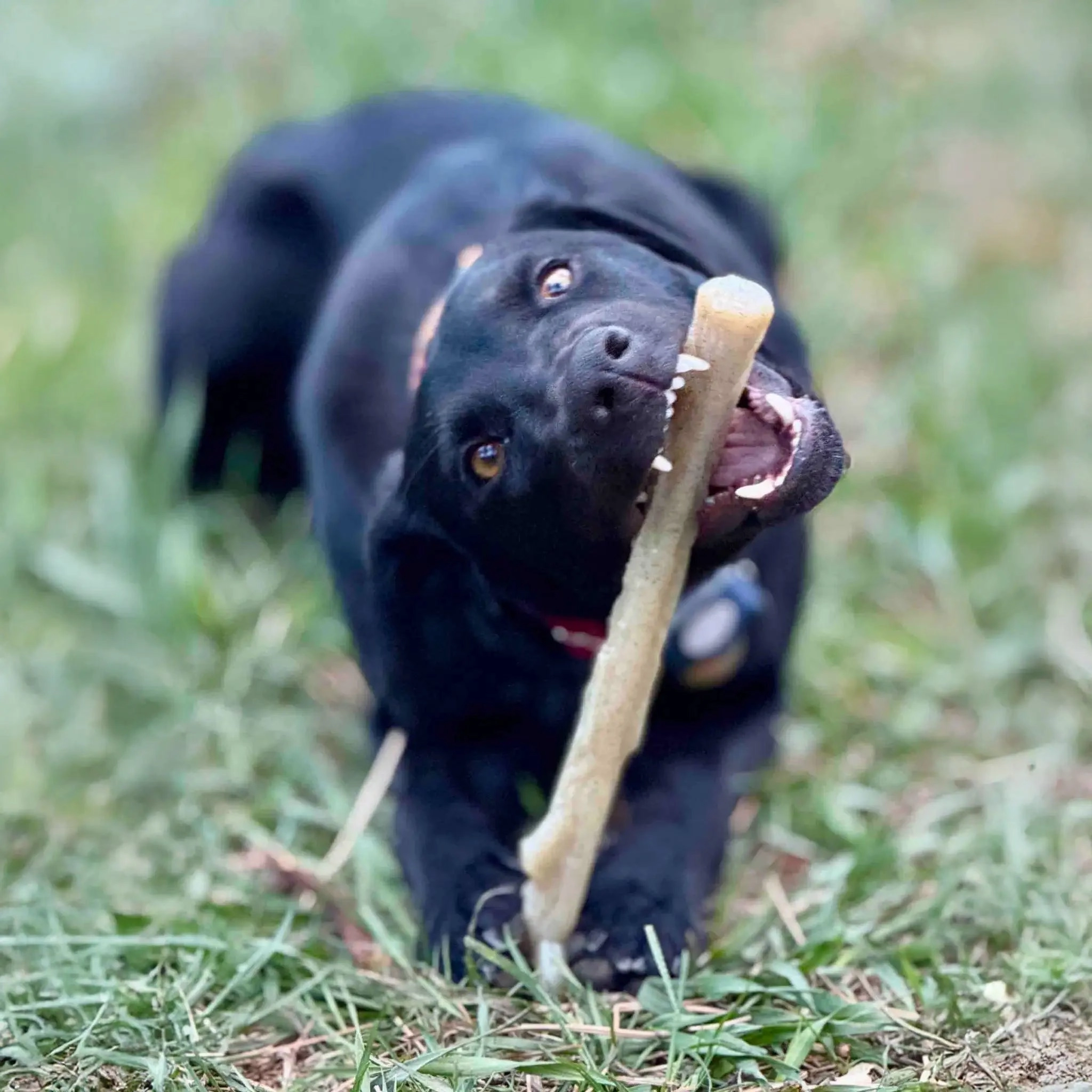 SodaPup Nylon Chew Stick