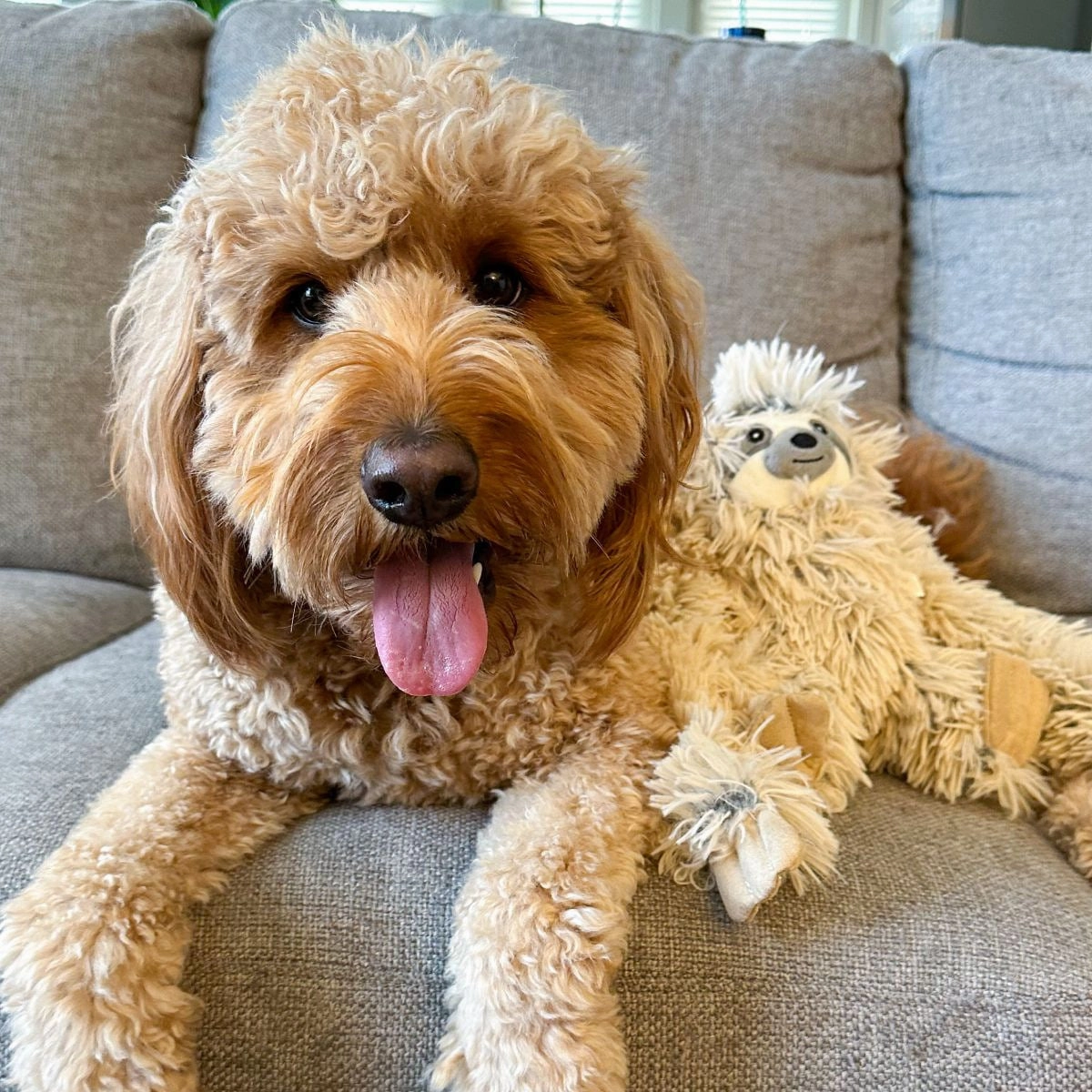 Squeaky Plush Dog Toy: Sloth Rope Body