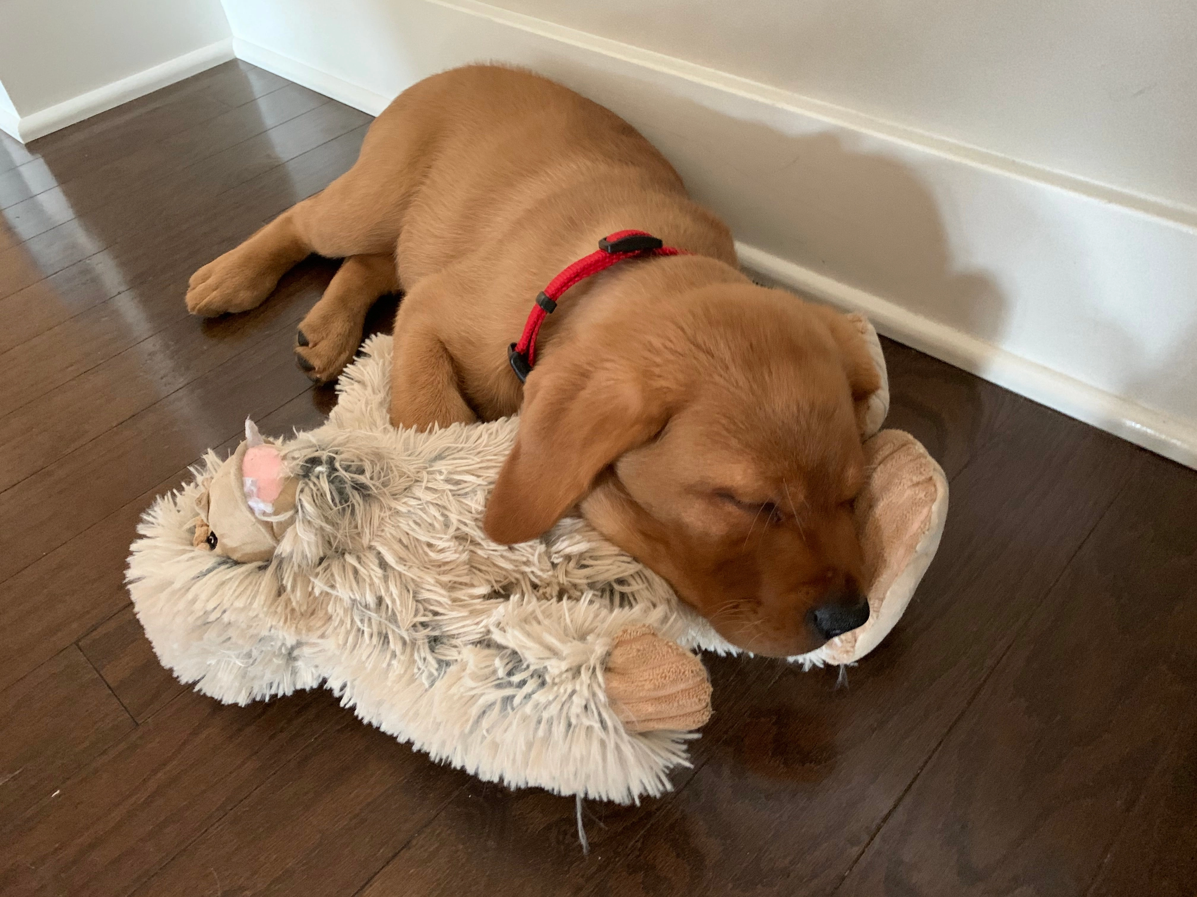 Squeaky Plush Dog Toy: Yeti