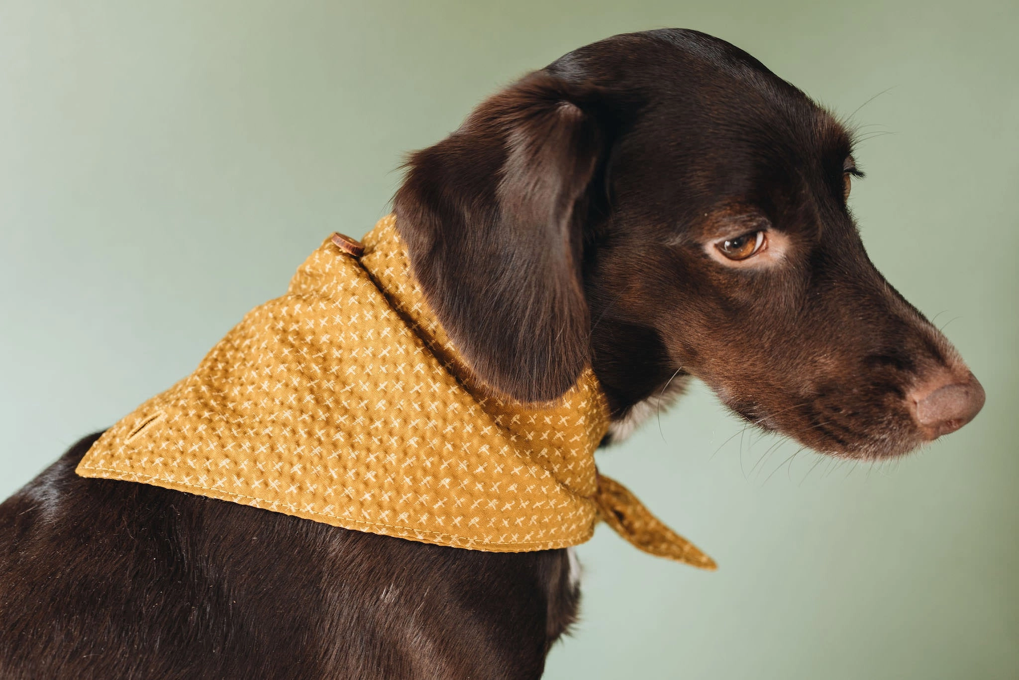 Tori Bandana for Dogs and Cats