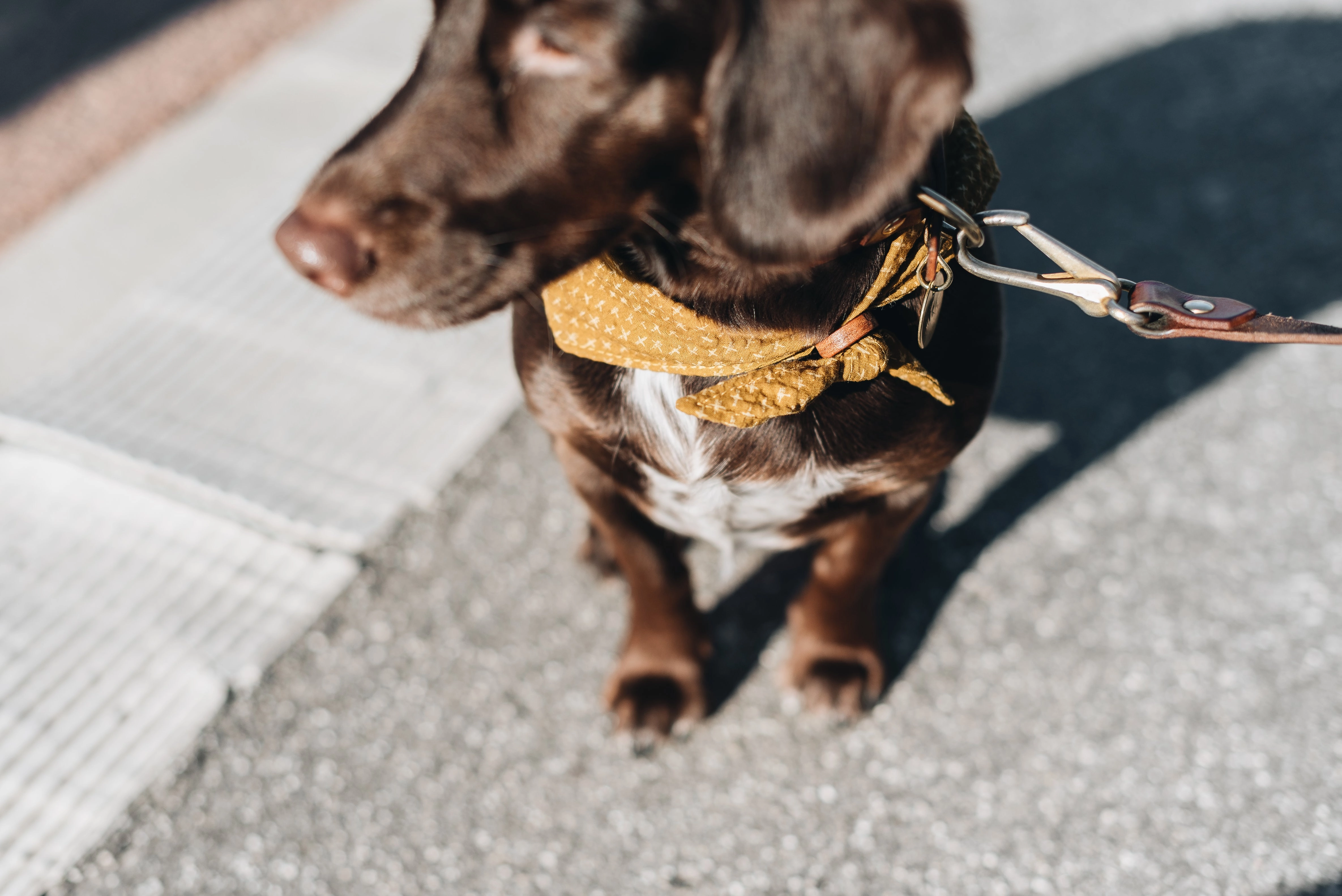 Tori Bandana for Dogs and Cats