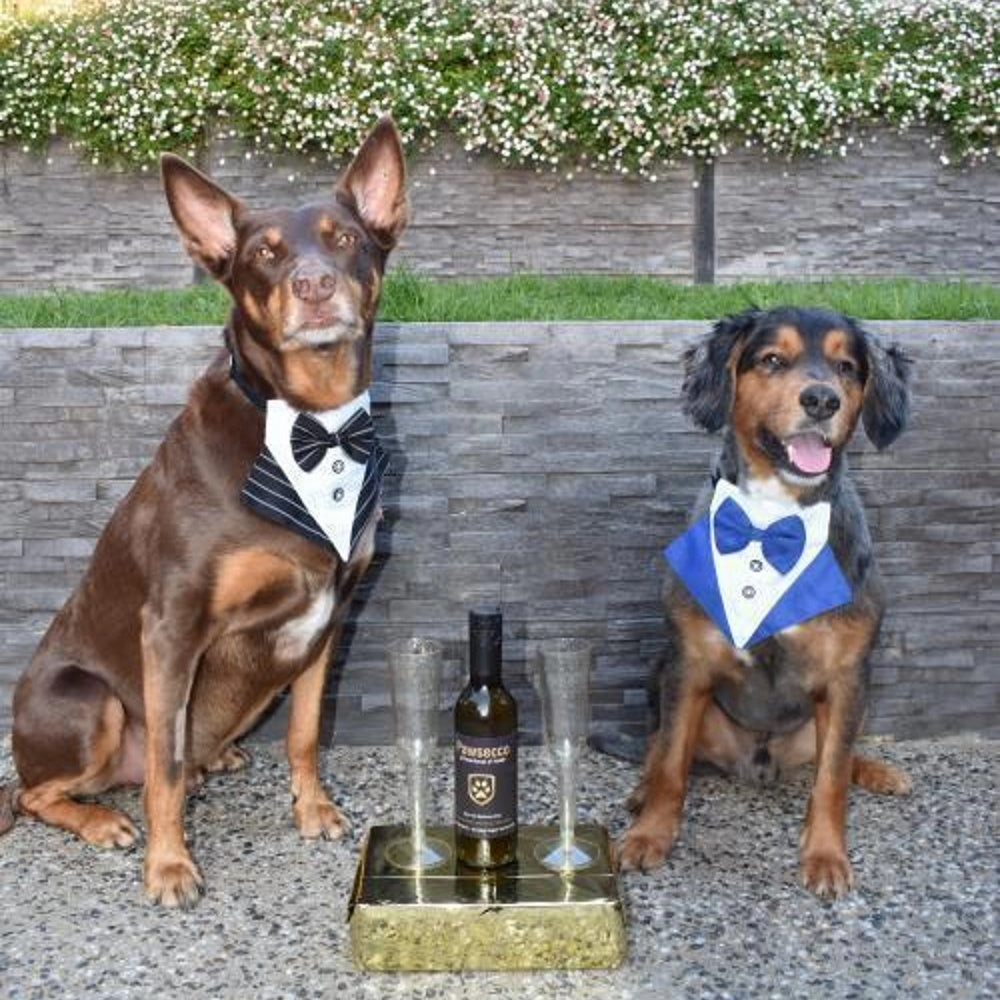 Tuxedo Dog Bandana - Blue