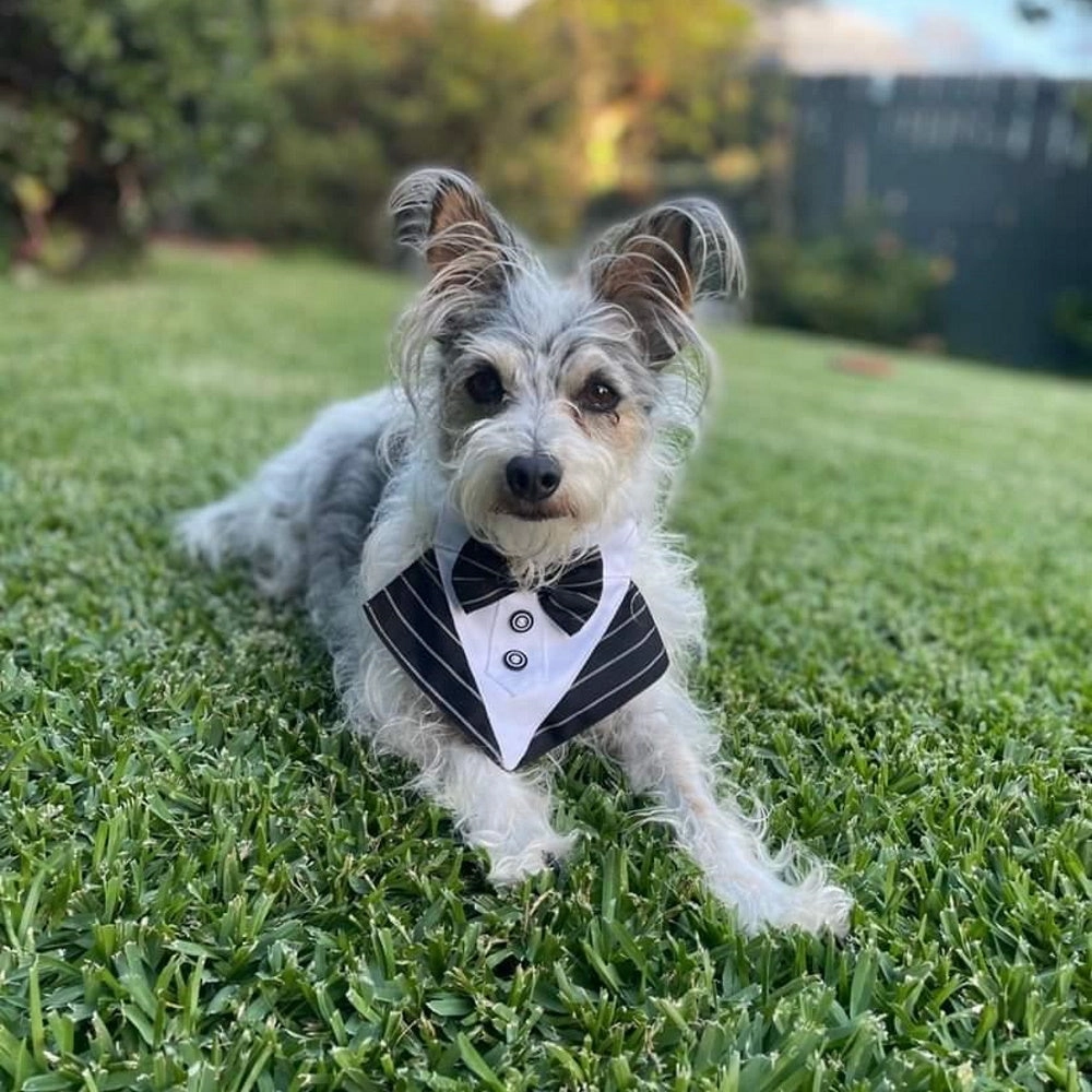 Tuxedo Dog Bandana - Pinstripe