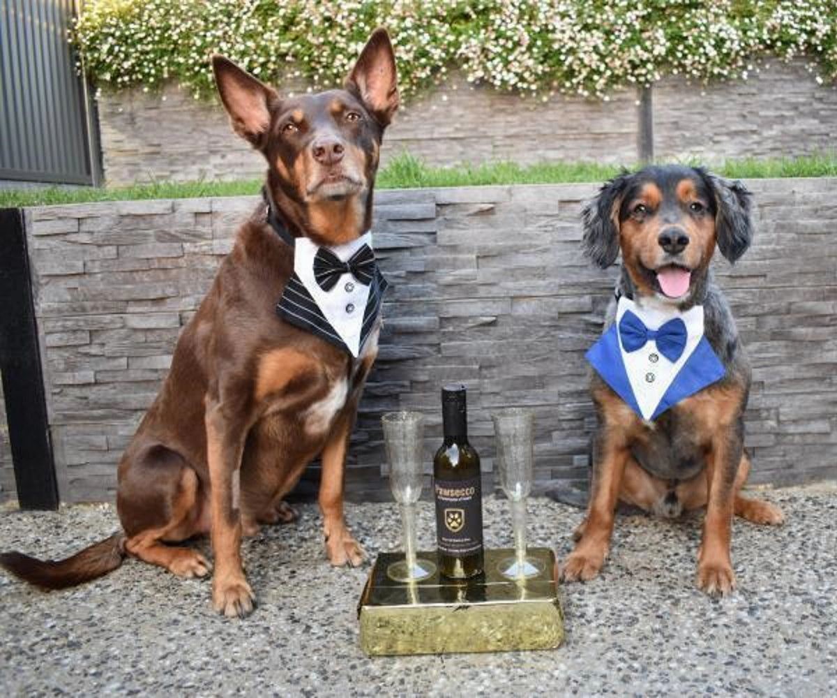 Tuxedo Dog Bandana - Pinstripe