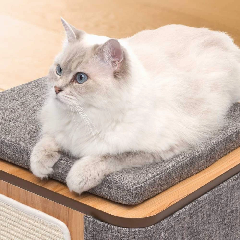 Vesper Cubo Cat Cube