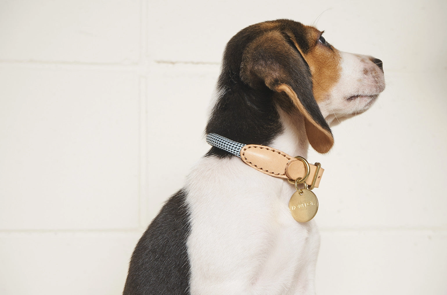 We are Tight: Rope Dog Collar, Alaskan Blue