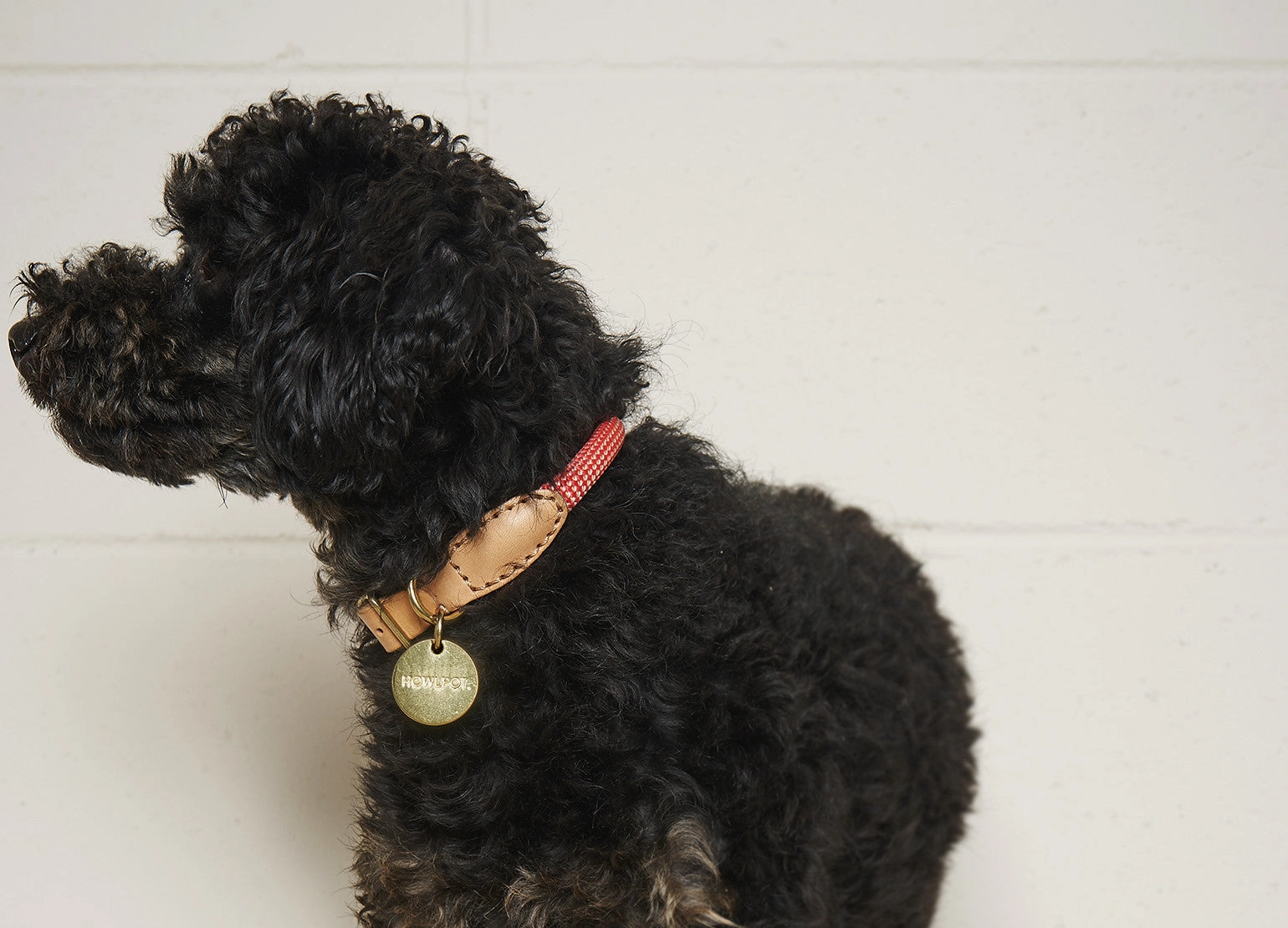 We are Tight: Rope Dog Collar, Coral Aid