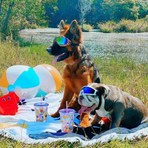 Wild Dog Goggles