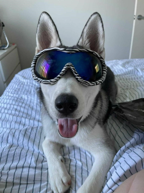 Wild Dog Goggles