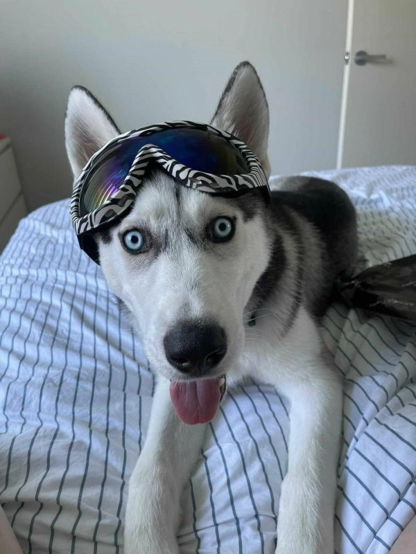 Wild Dog Goggles