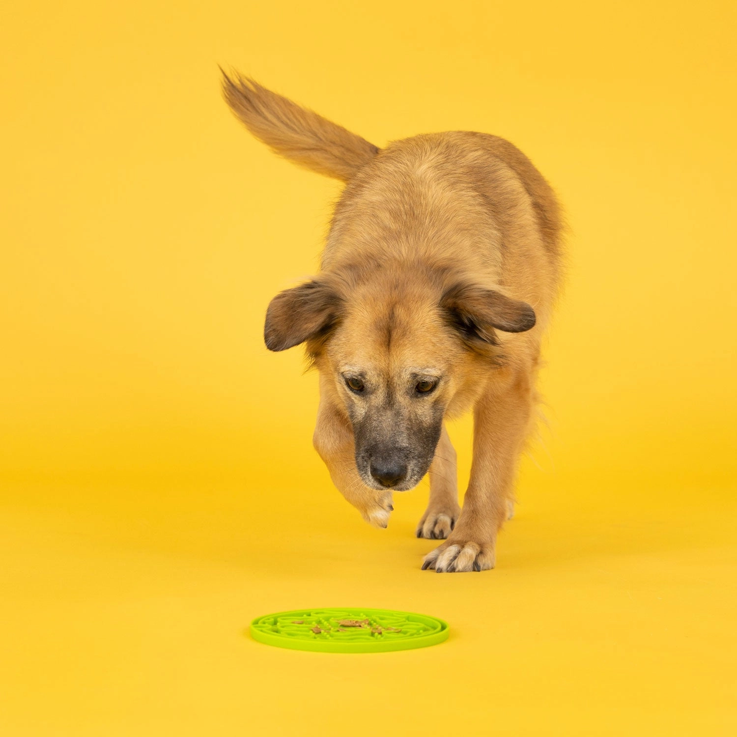 ZoomieRex EverLick Mat