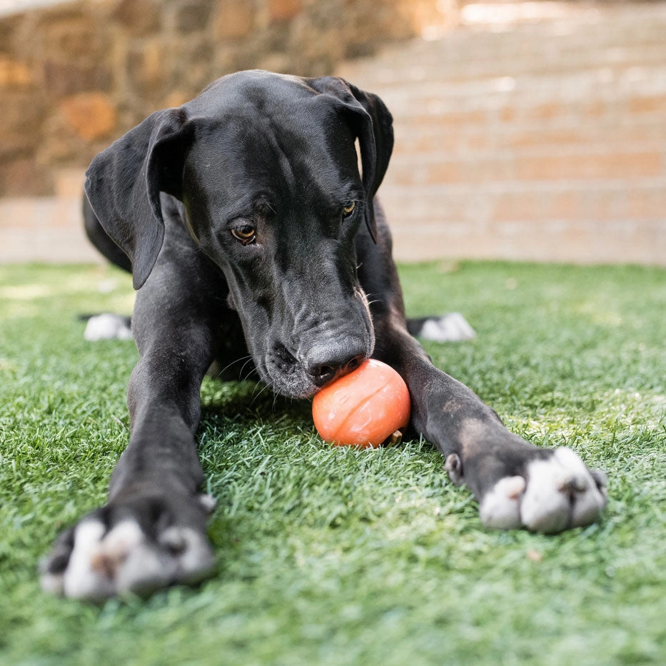 ZoomieRex IncrediBall