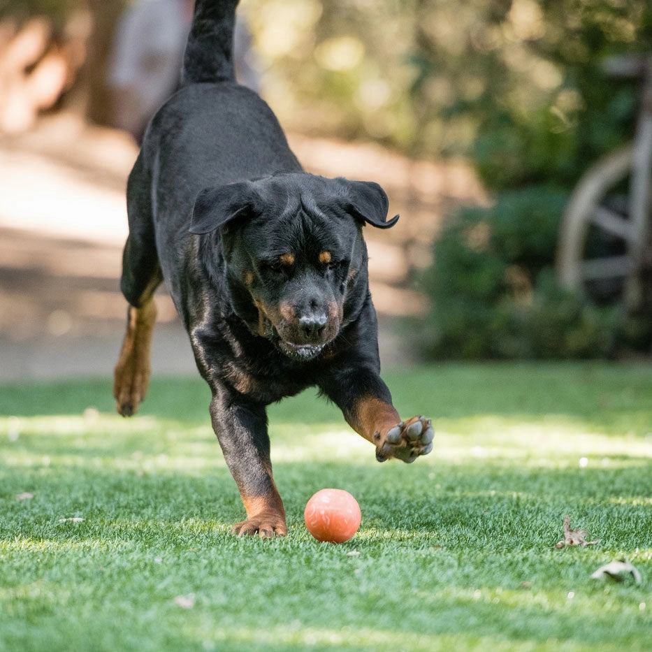 ZoomieRex IncrediBall